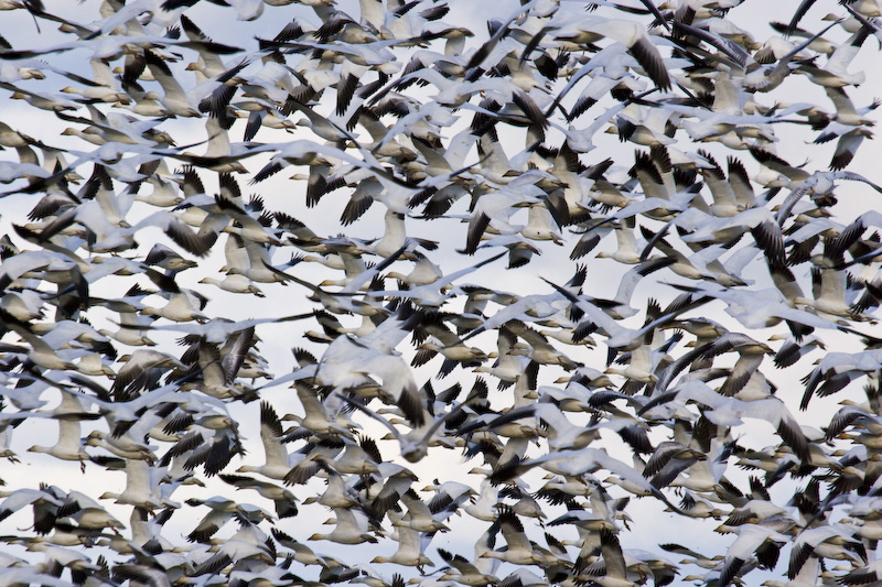 Snow Goose Flock In Flight